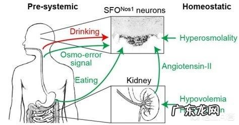 喝水,是喝热水好,还是凉水好,为什么?