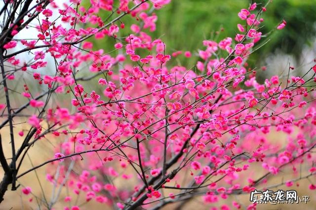 梅花的生活习性和栽培方法是什么?