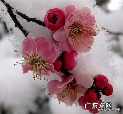 梅花的生活习性和栽培方法是什么?