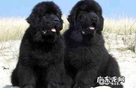 纽芬兰犬如何?纽芬兰犬合适家里养吗?