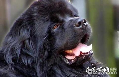 纽芬兰犬如何?纽芬兰犬合适家里养吗?