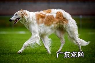 十大蠢狗排名,十大最笨的狗狗是什么?