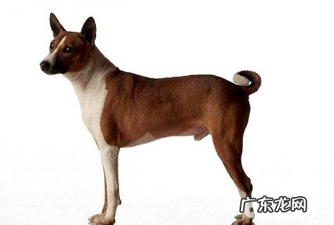 十大蠢狗排名,十大最笨的狗狗是什么?