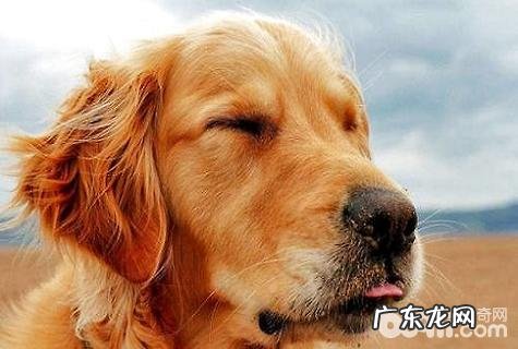 全球三大绝不咬人的狗是哪三种?全球三大绝不咬人的狗详细介绍