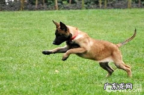 马里努阿犬聪慧吗?马里努阿犬智力