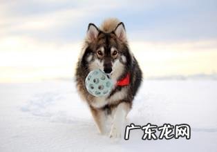 雪橇犬有几种?雪橇犬详细介绍
