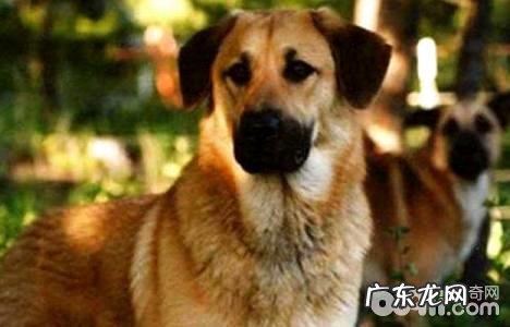 雪橇犬有几种?雪橇犬详细介绍