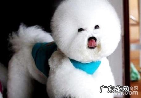 比熊喜欢吃什么?比熊吃什么食材身心健康