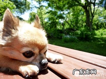 为何要给小狗喝奶粉?不可以喝纯牛奶吗?