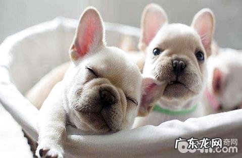 为何要给小狗喝奶粉?不可以喝纯牛奶吗?