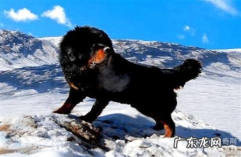 藏獒一生只认一个主人家是因没脑子?藏獒智商如何?