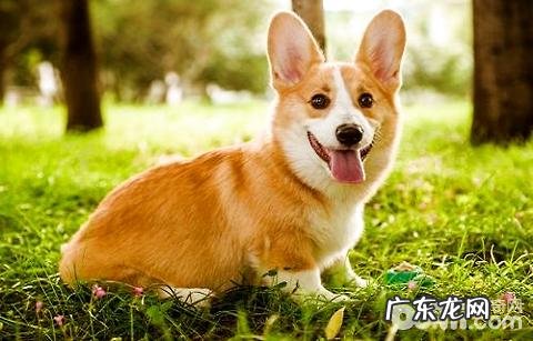 宠物空运步骤?宠物托运常见问题