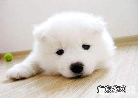 宠物空运步骤?宠物托运常见问题