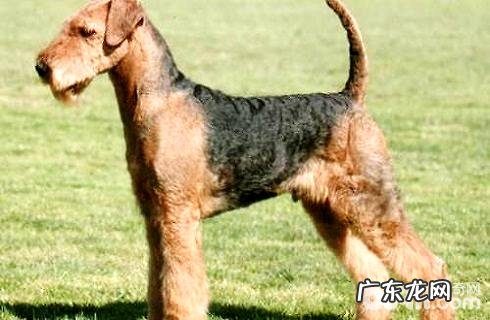 万能梗如何?万能梗的缺陷