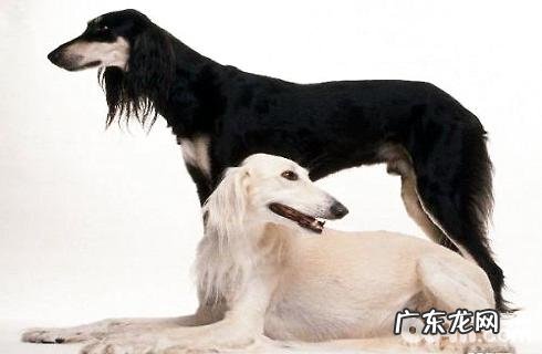 东非猎犬性情好么?东非猎犬详细介绍