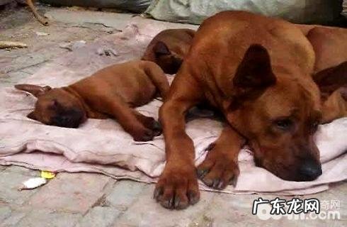 红狼犬特性详细介绍,红狼犬图片