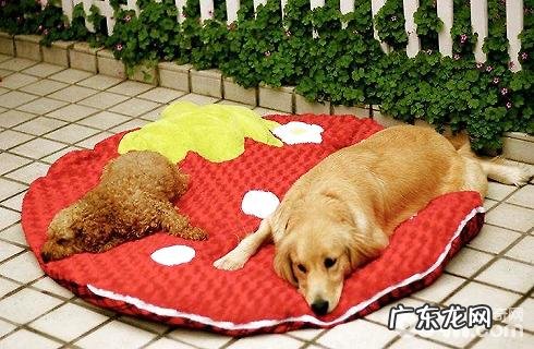 狗狗的智商很高吗？大概有多大？