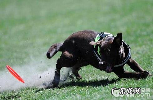 狗狗的智商很高吗？大概有多大？