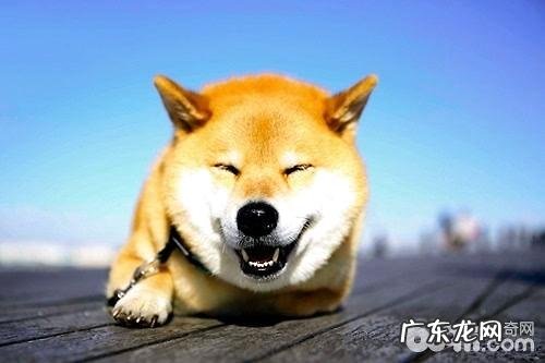 柴犬多少钱一只?柴犬价格