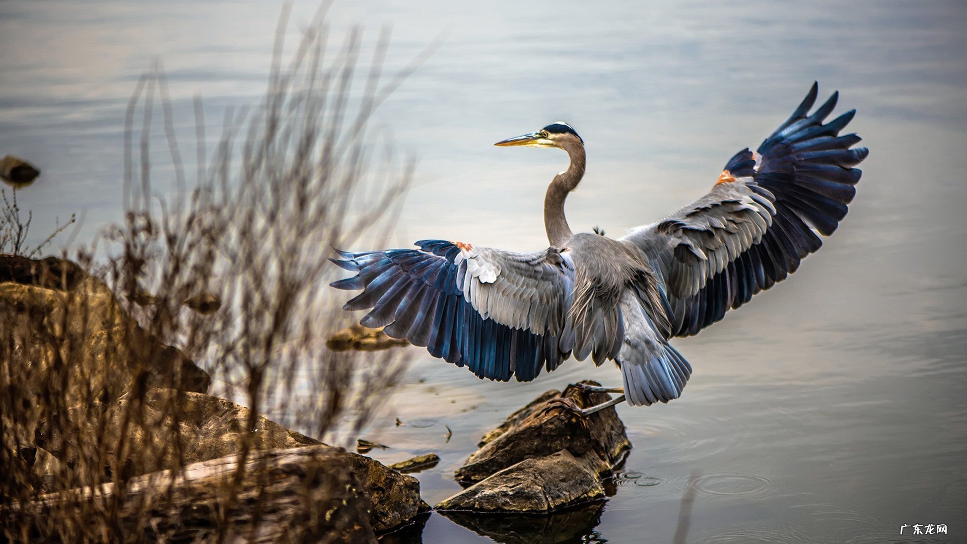美国进口S0S减肥胶囊真的没有副作用吗