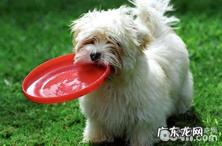 西班牙马德里犬多少钱一只?西班牙马德里犬价钱