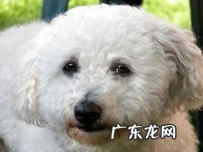 西班牙马德里犬多少钱一只?西班牙马德里犬价钱