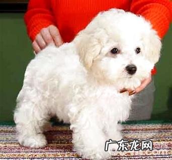 西班牙马德里犬多少钱一只?西班牙马德里犬价钱