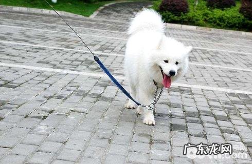 怎么给小狗挑选适合的牵引带?