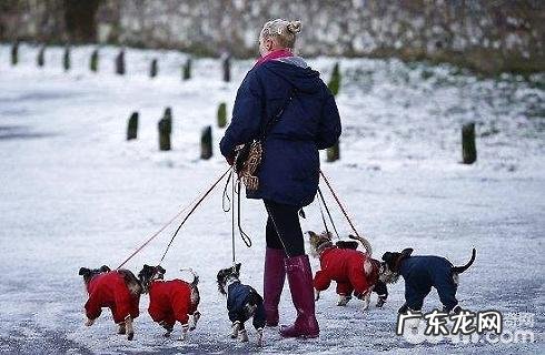 怎么给小狗挑选适合的牵引带?