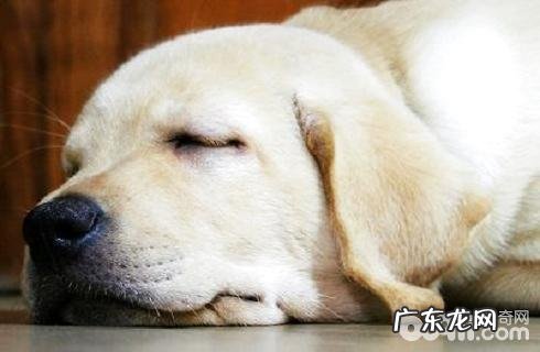 秋冬季时节小狗非常容易沾染犬冠状病毒吗？