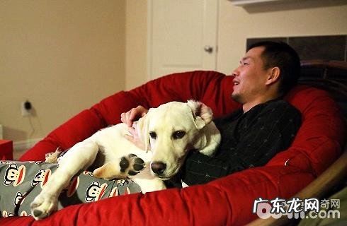 狗狗生产以后必须留意什么?