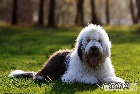 古牧犬掉毛吗？古牧犬修毛
