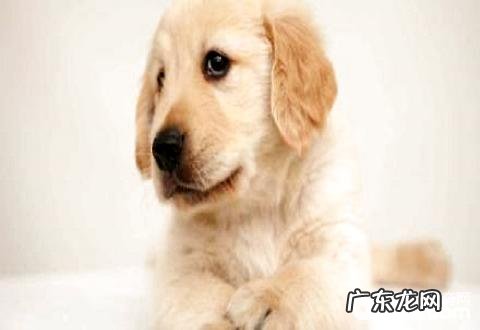 如何选择犬粮?犬粮选择方式