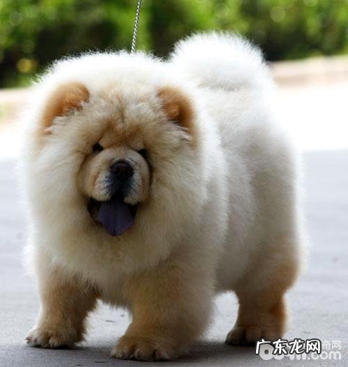 小狗口水多如何治疗?小狗口水多的缘故有什么