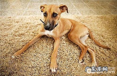 罗得西亚脊背犬如何?罗得西亚脊背犬性情