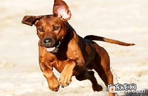 罗得西亚脊背犬如何?罗得西亚脊背犬性情