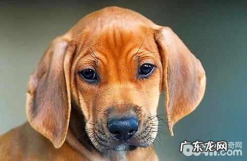 罗得西亚脊背犬如何?罗得西亚脊背犬性情