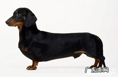 腊肠犬好养吗?腊肠犬性格特征