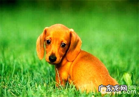 腊肠犬好养吗?腊肠犬性格特征