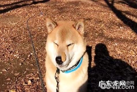 柴犬有几种颜色？柴犬怎么养？