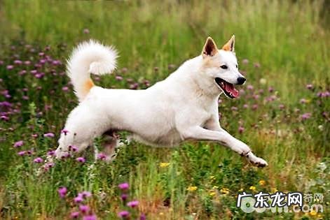 卡南犬要多少钱?卡南犬如何喂养?