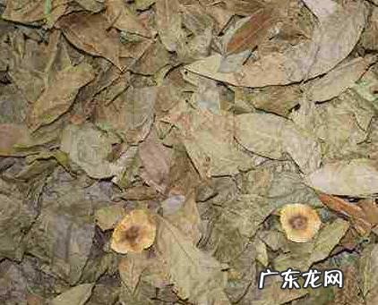 易胖体质的人应该如何减肥?怎样才能控制体重?