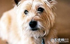 凯安梗要多少钱？凯安梗详细介绍