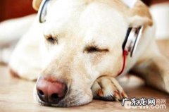 小狗喜爱听什么音乐？小狗听的歌曲有什么？