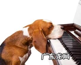 小狗喜爱听什么音乐?小狗听的歌曲有什么?