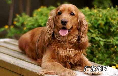 便宜的宠物狗有什么？便宜的宠物狗强烈推荐