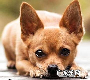 便宜的宠物狗有什么？便宜的宠物狗强烈推荐