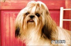 拉萨犬和西施犬有什么不同？拉萨犬和西施犬的差别