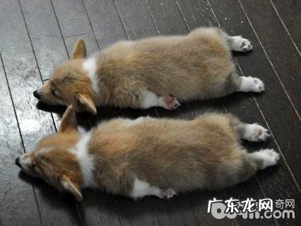 柯基何时断尾？柯基为何要断尾？