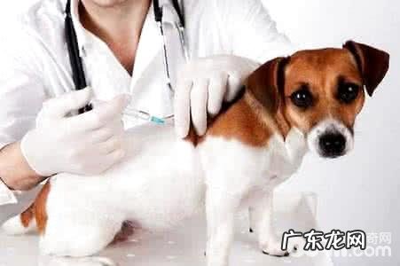 幼狗预苗如何打?幼狗预苗打几针